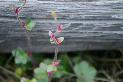 Saxifraga cernua, photograph 4