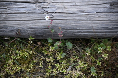 (c) EstebanMH, some rights reserved (CC BY) Saxifraga cernua, photograph (c) EstebanMH, some rights reserved (CC BY)