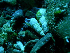 Thiaridae