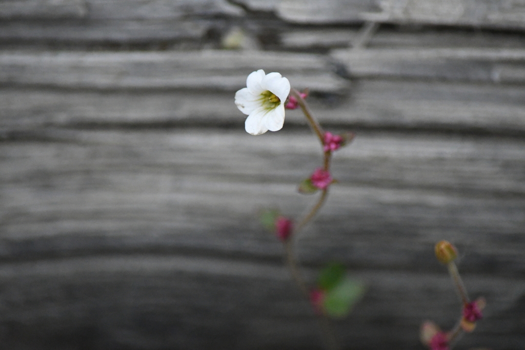 Saxifraga cernua; photograph (c) EstebanMH, some rights reserved (CC BY)