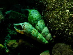 Thiaridae