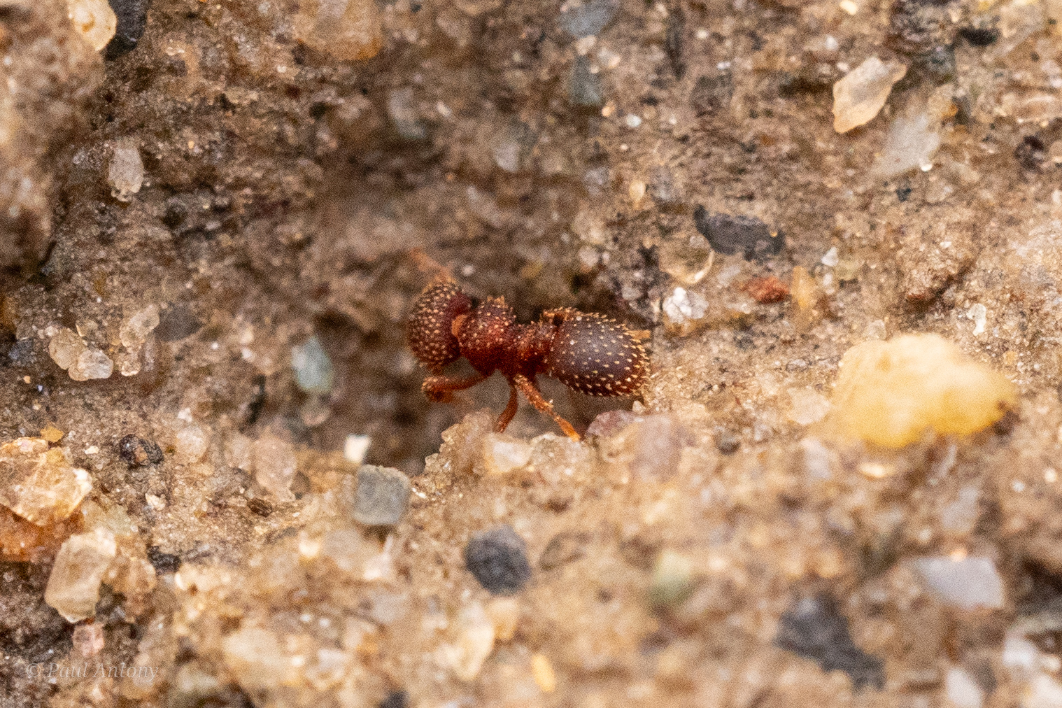 Calyptomyrmex friederikae