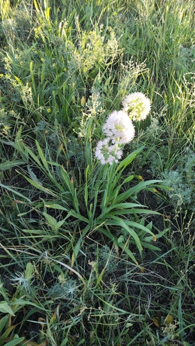 Allium nutans, photograph 5