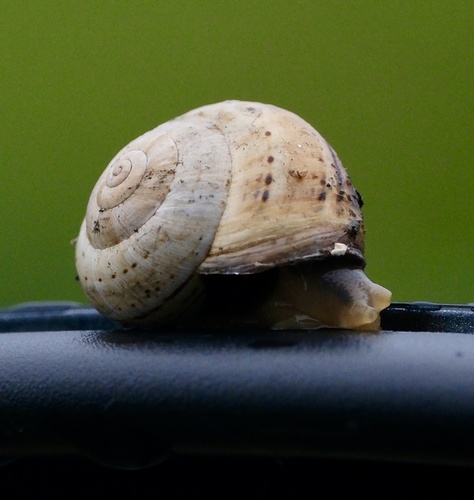 White Italian Snail, Zeedijk, Terwolde, Gelderland, NL, photo 8 of 10