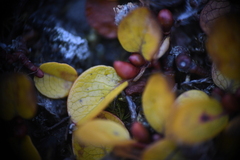 Salix polaris, photograph (c) EstebanMH, some rights reserved (CC BY)