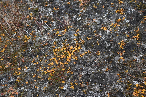 Salix polaris, photograph 2