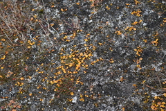 Salix polaris, photograph (c) EstebanMH, some rights reserved (CC BY)