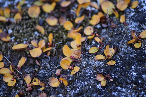 Salix polaris