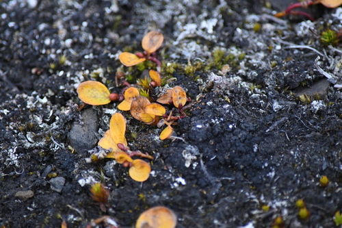 Salix polaris, photograph 1