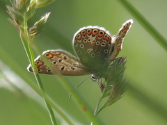 Polyommatus icarus
