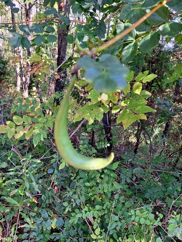 American trumpet vine