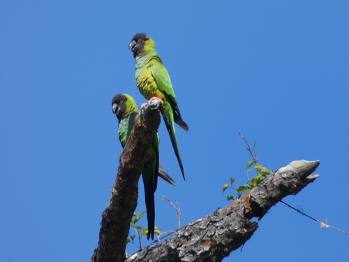 Aratinga ñanday (Aratinga nenday)