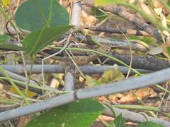 Calotes versicolor