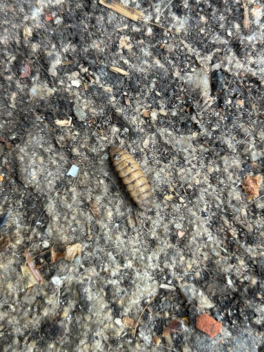 Black Soldier Fly
