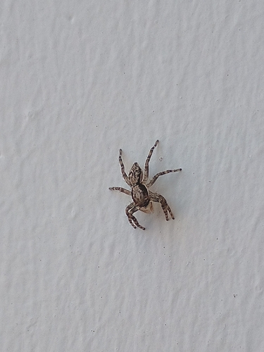 Gray Wall Jumping Spider