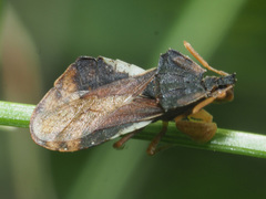 Phymata crassipes