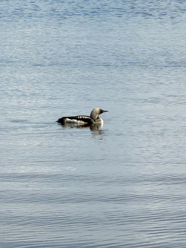 Arctic Loon