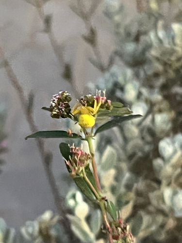 Thomisus citrinellus