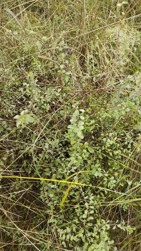 Spiraea crenata