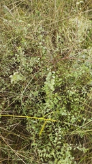 Spiraea crenata