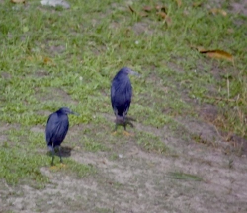 iNaturalist image