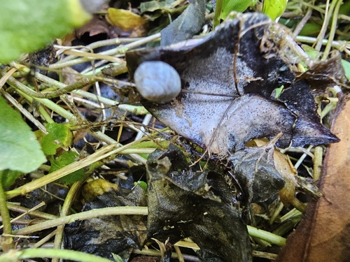 Globular Drop Snail