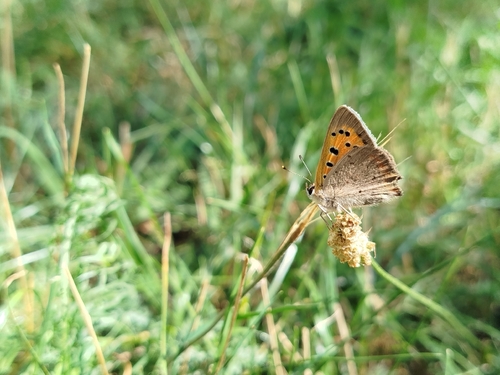 Small Copper
