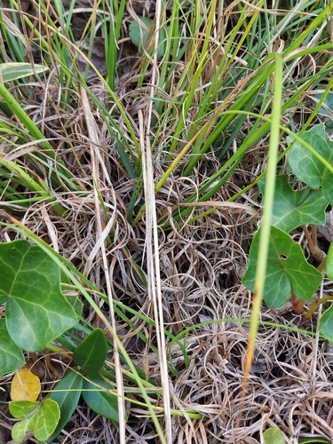 Danthonia spicata, photograph 4