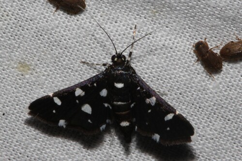 Dotted Sable