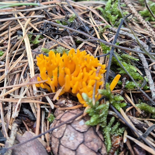 Jelly-antler
