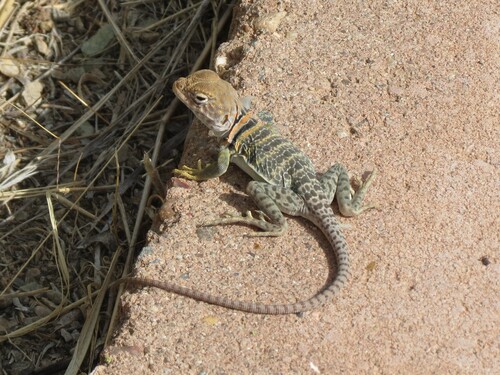 Eastern Collared Lizard