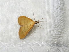 Anania crocealis