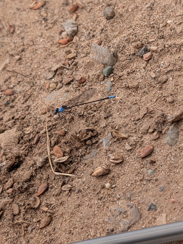Blue-fronted Dancer