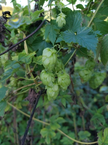 common hops