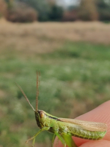 Mecostethus parapleurus