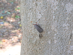 Kalidasa nigromaculata