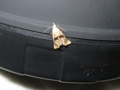 Cochylidia implicitana