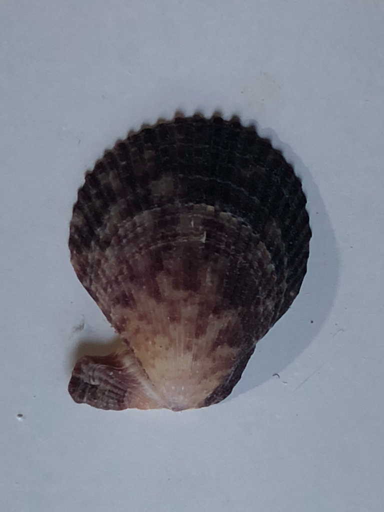 Spathochlamys vestalis