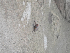 Kalidasa nigromaculata