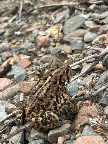 Eastern American Toad