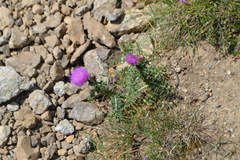 Carduus defloratus