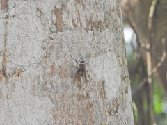 Tabanomorpha