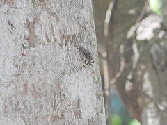 Tabanomorpha