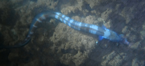 Conger marginatus observed 2026-08-28