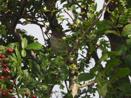 Greater Whitethroat
