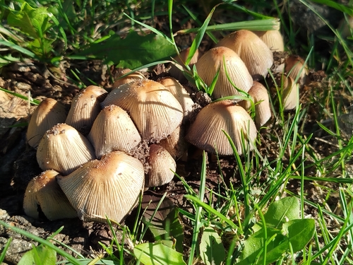 mica cap