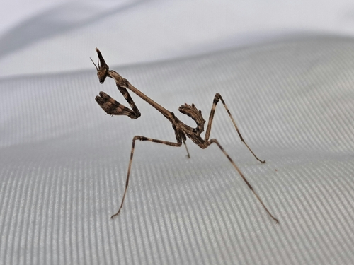 Mediterranean Conehead Mantis