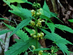 Lamium galeobdolon flavidum