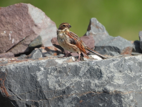 Reed Bunting