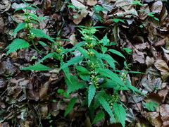 Lamium galeobdolon flavidum